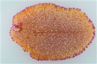 藏品(馬崗偽角扁蟲)的圖片